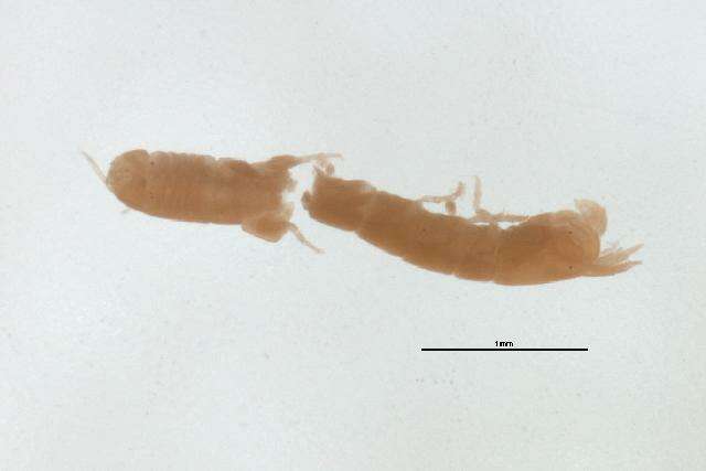 Image of Anthuroidea Leach 1914