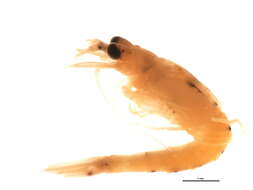 Image of Mysis segerstralei Audzijonyte & Vainola 2005