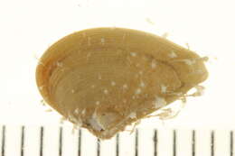 صورة Nuculana radiata