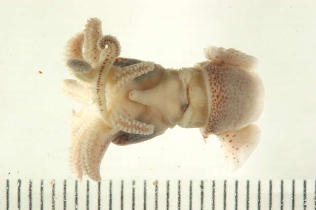 Image of warty bobtail squid