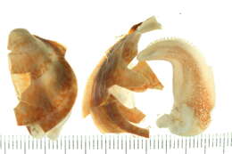 Image of Broad cockle