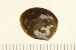 Image of Little nut clam
