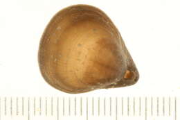 Image of Rhynchonellida Kuhn 1949