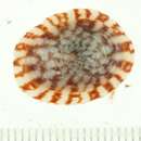 Image of Acmaea Eschscholtz 1833