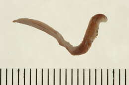 Image of Amphiporidae