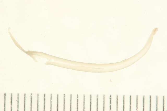 Image of arrow worms