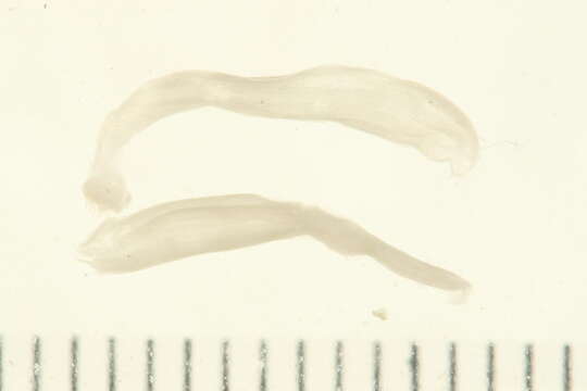 Image of Eukrohniidae Tokioka 1965