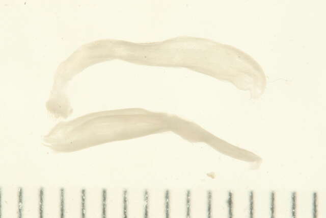 Image de Eukrohniidae Tokioka 1965