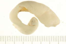 Image of Echiuroidea
