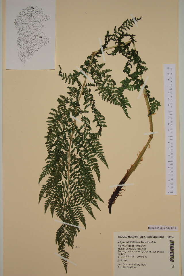 Image of wood ferns