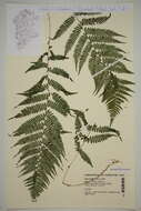 Athyrium resmi