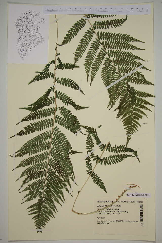 Image of ladyfern