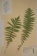 Image of wood ferns