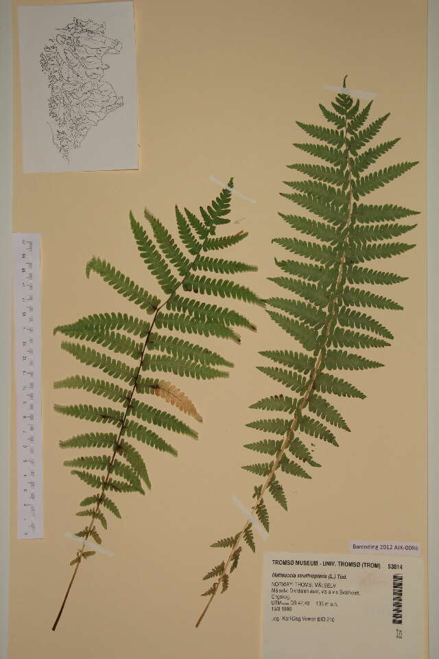 Image of wood ferns