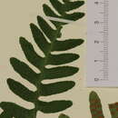 Polypodioideae resmi