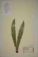 Image of wood ferns