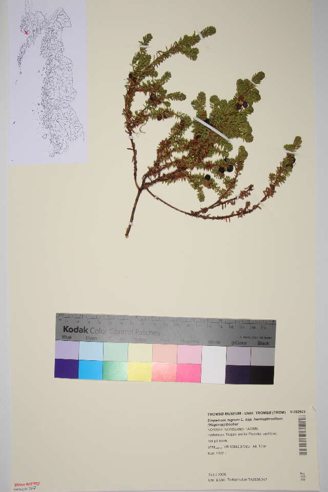 Image of crowberry