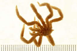 Image of sea spider