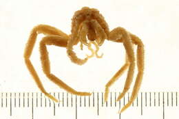 Image of sea spider