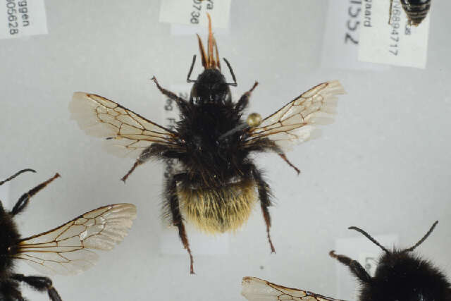 Слика од Bombus pyrrhopygus Friese 1902