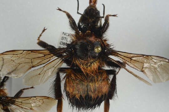 Image of High Arctic Bumble Bee