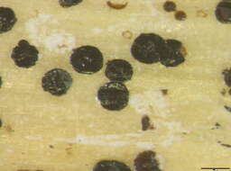 Image of Microthyriales