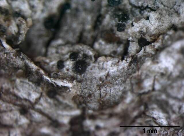 Imagem de Eurotiomycetes