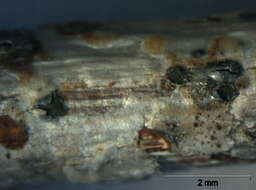 Image of Lecanoromycetes