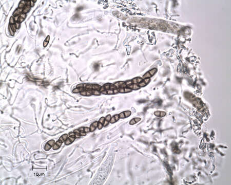 Image of Pleosporales
