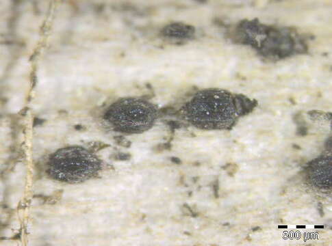 Image of Lophiostoma