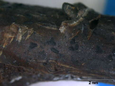 Image of unclassified Dothideomycetes