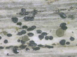 Слика од Mollisia