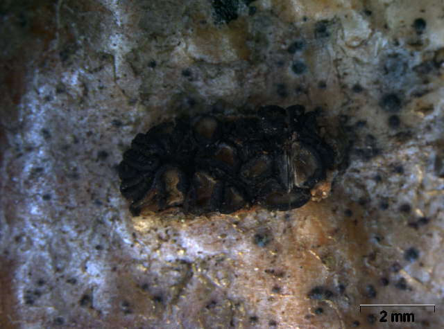 Слика од Mollisia