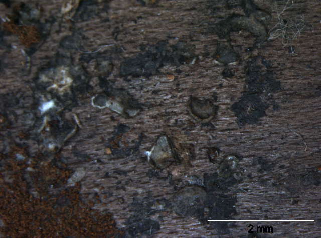 Слика од Mollisia