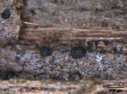 Image of Patellariales