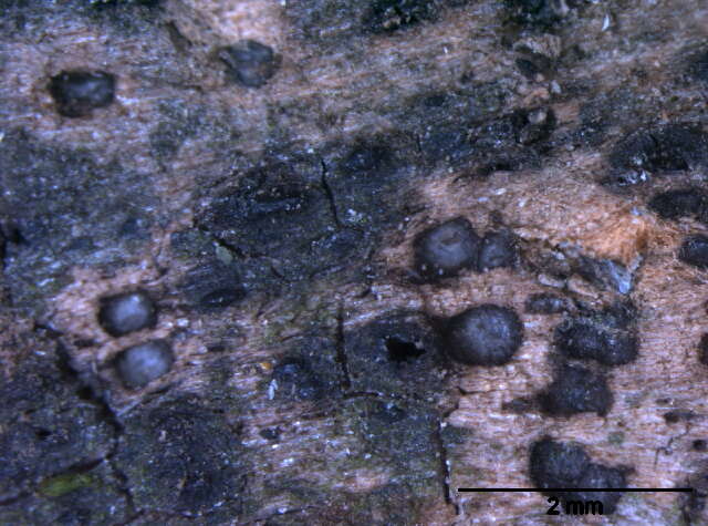 Image of Pleosporales
