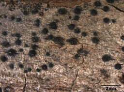 Image of Pleosporales