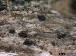 Image of Gloniopsis