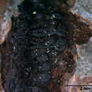 Image of Calosphaeria