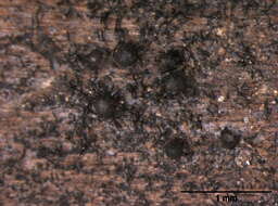 Image of Trichosphaeriales