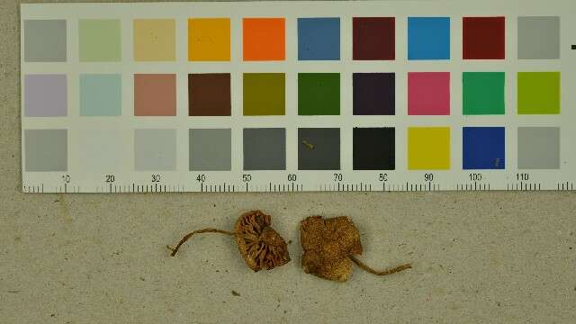 Image of Entoloma queletii (Boud.) Noordel. 1983