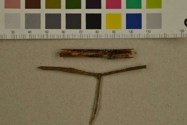 Image of Niaceae