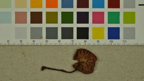 Image of Entoloma ameides (Berk. & Broome) Sacc. 1887