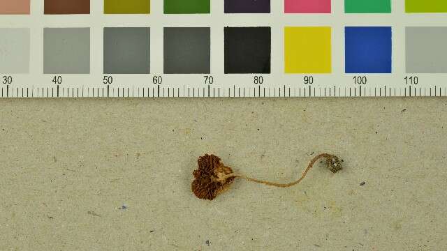 Image of Bolbitiaceae