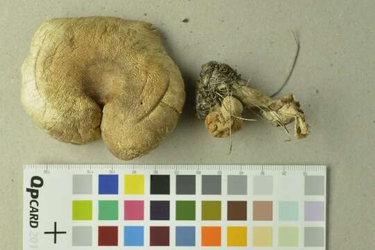 Image of Leucoagaricus leucothites