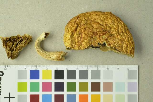 Imagem de Hemipholiota heteroclita (Fr.) Bon 1986