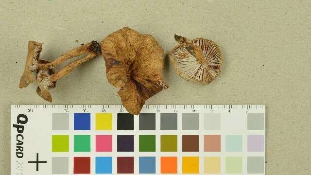 Image of Lactarius lacunarum Romagn. ex Hora 1960