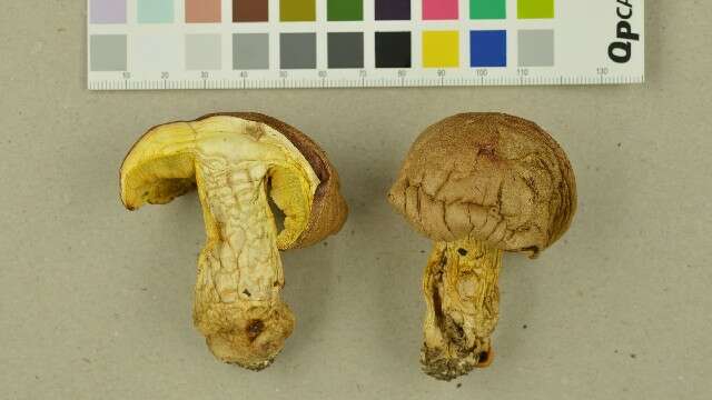 Image de Butyriboletus subappendiculatus (Dermek, Lazebn. & J. Veselský) D. Arora & J. L. Frank 2014