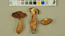 Image of Tricholoma focale (Fr.) Ricken 1914