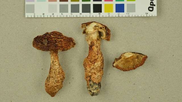 Tricholoma focale (Fr.) Ricken 1914 resmi